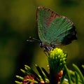 Green Hairstreak butterfly, Callophrys rubi