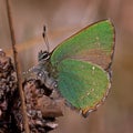 Green Hairstreak butterfly, Callophrys rubi