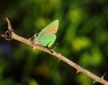 Green Hairstreak butterfly - Callophrys rubi. Oeiras, Portugal.