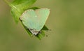 A Green Hairstreak Butterfly Callophrys rubi perched on a leaf. Royalty Free Stock Photo