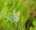 Green Hairstreak butterfly - Callophrys rubi. Oeiras, Portugal.