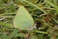 Green Hairstreak - Callophrys rubi