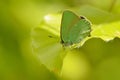 The green hairstreak Callophrys rubi perched on the green leaf on the glade. Royalty Free Stock Photo