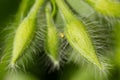 Green hairy geranium buds with tiny spider Royalty Free Stock Photo