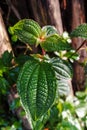 Green and hairy leaves of the Clidemia hirta plant