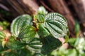 Green and hairy leaves of the Clidemia hirta plant