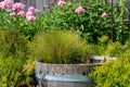 Green hairy-looking pond plant in a half barrel water feature in a garden. Royalty Free Stock Photo