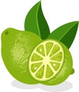 Green half and whole lemon with leaves