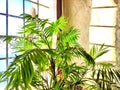 Green Hamedorea palm tree branch with leaves on windowsill in sunny day. A domestic plant. Frame, pattern, copy space on Royalty Free Stock Photo