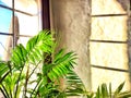 Green Hamedorea palm tree branch with leaves on windowsill in sunny day. A domestic plant. Frame, pattern, copy space on Royalty Free Stock Photo