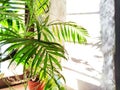 Green Hamedorea palm tree branch with leaves on windowsill in sunny day. A domestic plant. Frame, pattern, copy space on Royalty Free Stock Photo