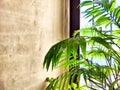 Green Hamedorea palm tree branch with leaves on windowsill in sunny day. A domestic plant. Frame, pattern, copy space on Royalty Free Stock Photo