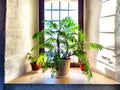 Green Hamedorea palm tree branch with leaves on windowsill in sunny day. A domestic plant. Frame, pattern, copy space on Royalty Free Stock Photo