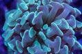 Green Hammer coral