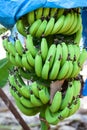 Green hanging bananas with blue film for quick growing, close up view