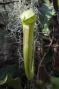 Green hanging pitcher plant with lid