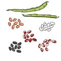 Green haricot bean pods and seed variants of various varieties and colors, dark and light beans, legumes for cooking