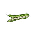 Green haricot pod with light beans, healthy vegetable ingredient, hand draw vector illustration