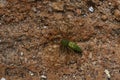 Green Harmless Lysssomanes Viridis Spider