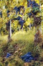 Green harvest in the vineyard of barolo Italy Royalty Free Stock Photo
