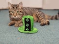 Green hat with shamrock in focus. Cute tubby cat with green eyes out of focus in the background