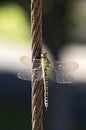 Green hawker on a steel cable Royalty Free Stock Photo
