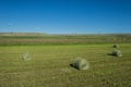Green Hay Bales on Farm Land Royalty Free Stock Photo