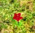 Green haze and blue leave background and red flower