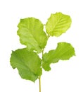 Green hazelnut leaves isolated on white background. Fresh green hazel leaf. Royalty Free Stock Photo