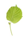 Green hazelnut leaves isolated on white background. Fresh green hazel leaf. Royalty Free Stock Photo