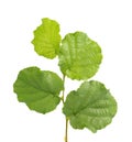 Green hazelnut leaves isolated on white background. Fresh green hazel leaf.