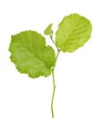 Green hazelnut leaves isolated on white background. Fresh green hazel leaf.