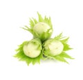 Green hazelnut nuts isolated on white background. Fresh green hazel nuts.