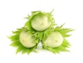 Green hazelnut nuts isolated on white background. Fresh green hazel nuts. Royalty Free Stock Photo