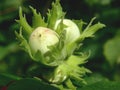 Green hazelnut tree