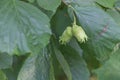 Green hazelnuts on a branch of a hazelnut tree