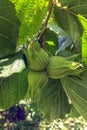 Green hazelnuts on branch Royalty Free Stock Photo