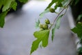 Green hazelnuts grow on a branch. Royalty Free Stock Photo