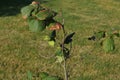 Green hazelnuts are growing on the tree. Royalty Free Stock Photo