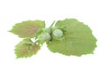 Green hazelnuts, leaves, on an isolated white Royalty Free Stock Photo