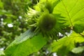 Green hazelnuts in summer