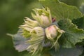 Green hazelnuts and tree leafs in summer garden Royalty Free Stock Photo