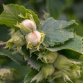 Green hazelnuts and tree leafs in summer garden Royalty Free Stock Photo