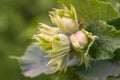 Green hazelnuts and tree leafs in summer garden Royalty Free Stock Photo