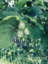 Green hazelnuts and tree leafs in summer garden. Royalty Free Stock Photo