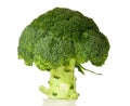 Green head of broccoli on white background