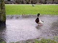 Green head duck