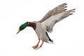 Green head mallard duck drake on white in flight Royalty Free Stock Photo