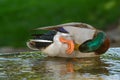 Green head mallard scratching itch