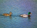 Male and female Mallard duck in river